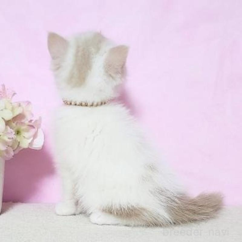 販売中の群馬県のミヌエット-137011の4枚目