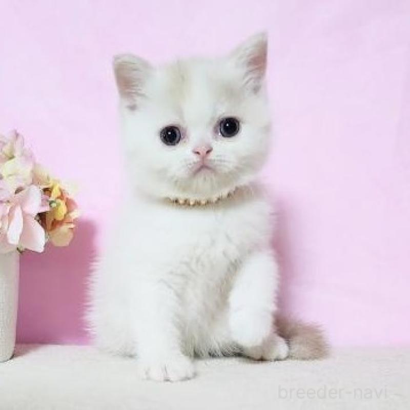 販売中の群馬県のミヌエット-137011