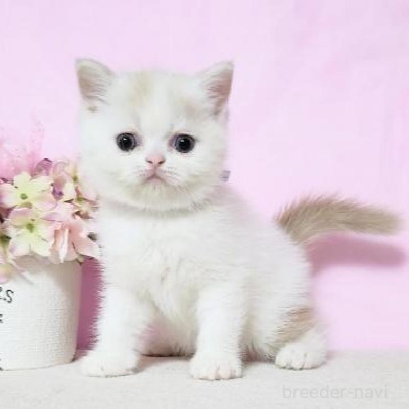 販売中の群馬県のミヌエット-137011の2枚目