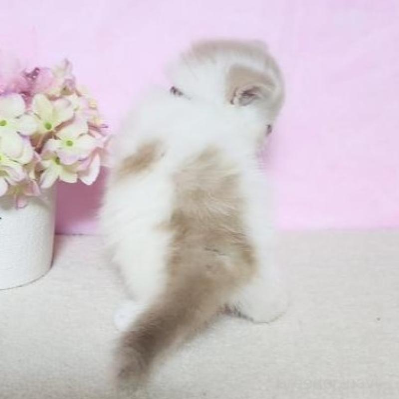 販売中の群馬県のミヌエット-137012の5枚目