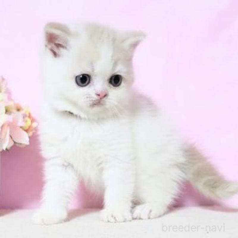 販売中の群馬県のミヌエット-137012の4枚目