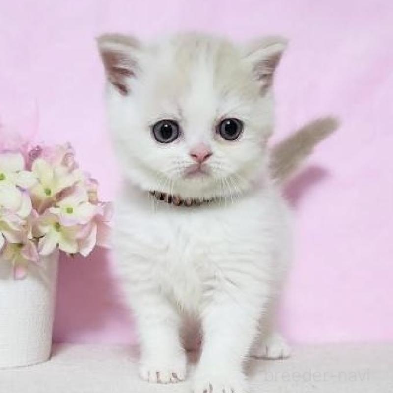 販売中の群馬県のミヌエット-137012の3枚目