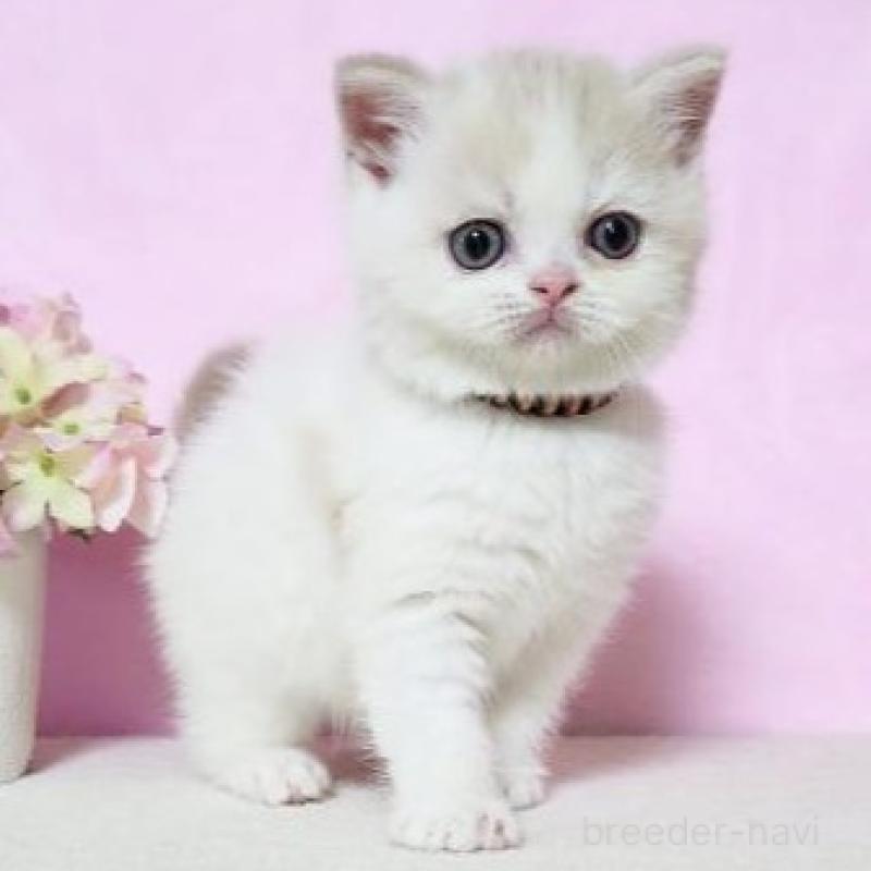 販売中の群馬県のミヌエット-137012の2枚目