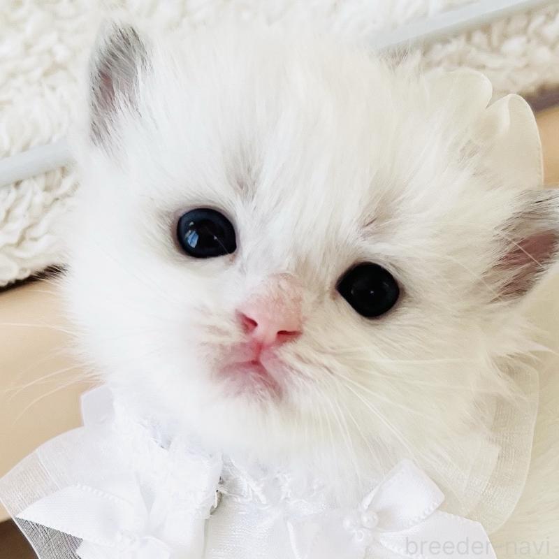 販売中の福島県のラグドール-137013の1枚目