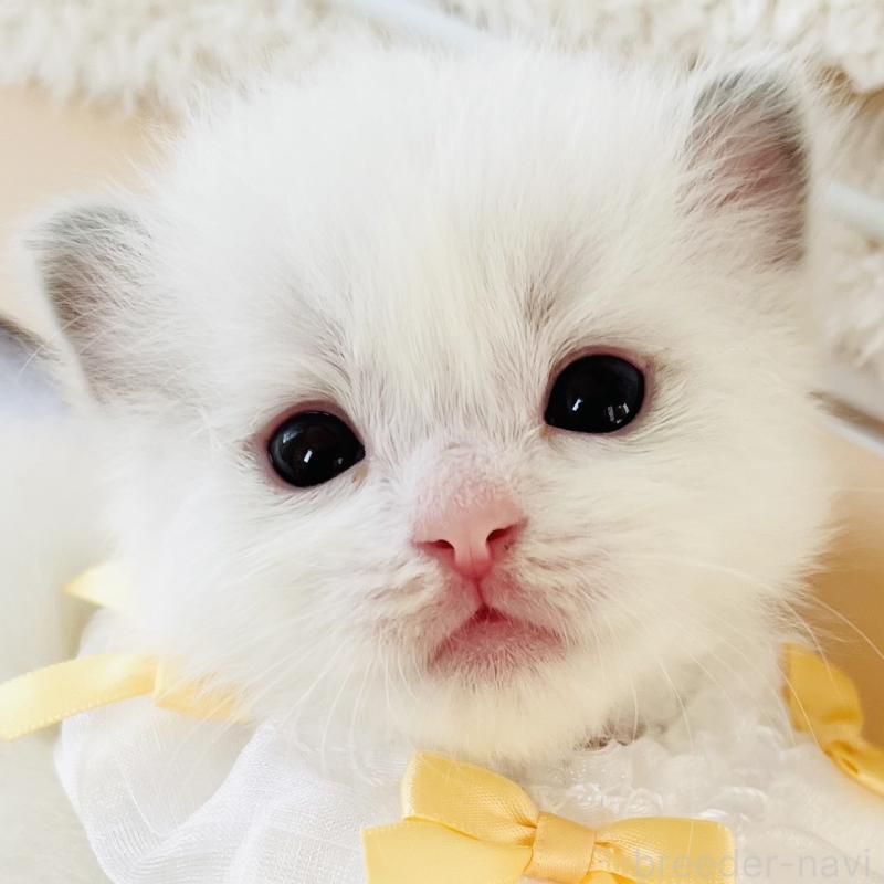 販売中の福島県のラグドール-137014