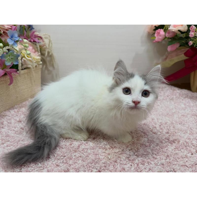 販売中の東京都のマンチカン(短足)-137015の5枚目