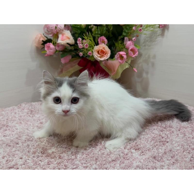 販売中の東京都のマンチカン(短足)-137015の4枚目