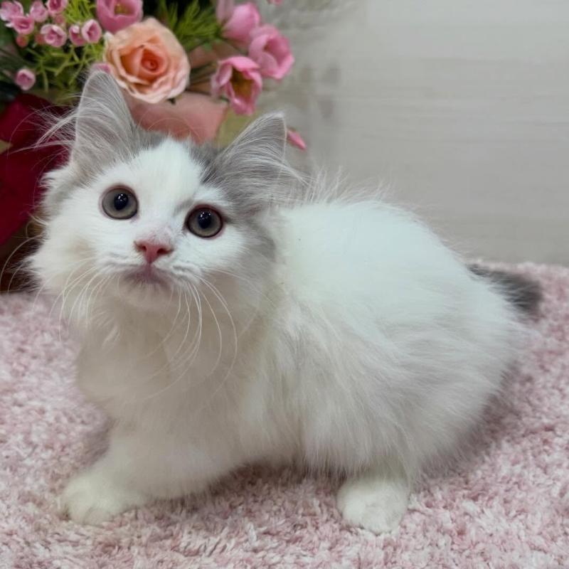 販売中の東京都のマンチカン(短足)-137015の3枚目