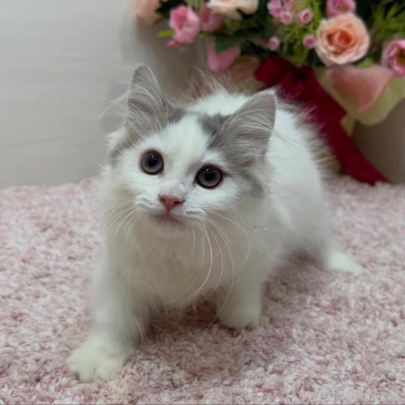 販売中の東京都のマンチカン(短足)-137015の2枚目