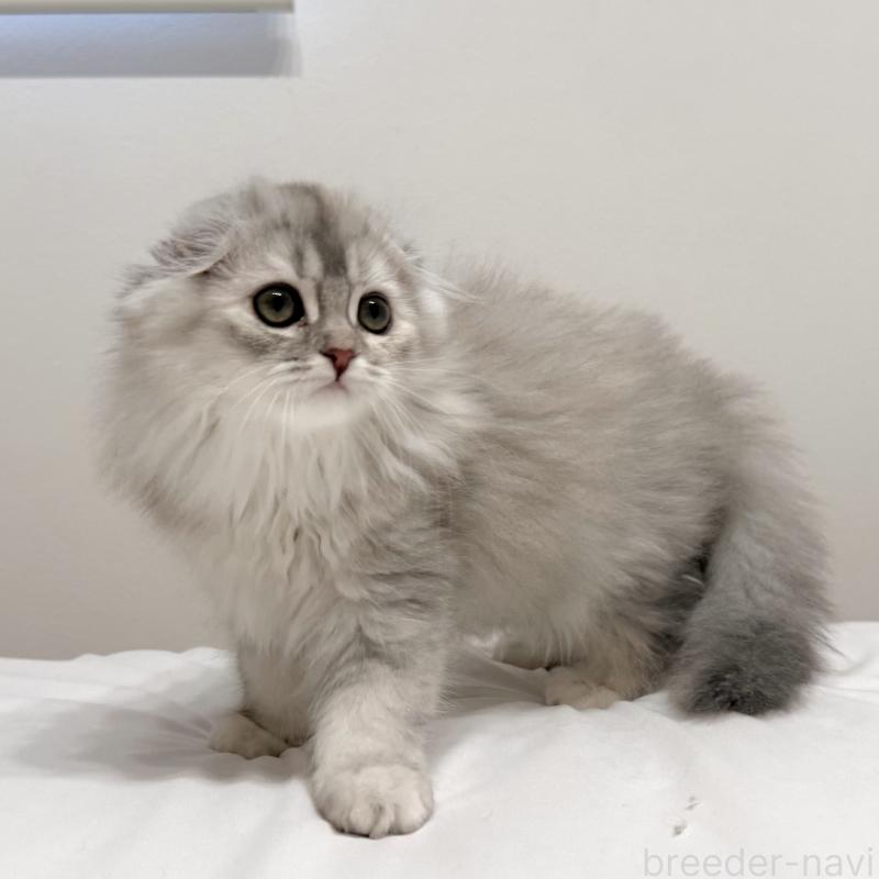 成約済の福岡県のスコティッシュフォールド(折れ耳)-134187の9枚目