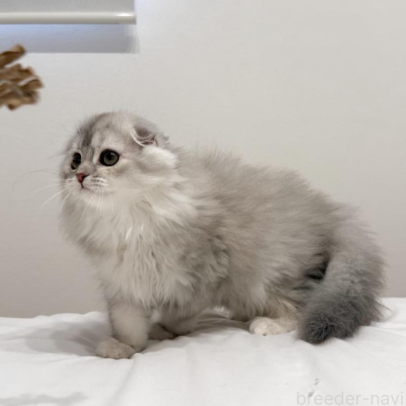 成約済の福岡県のスコティッシュフォールド(折れ耳)-134187の8枚目