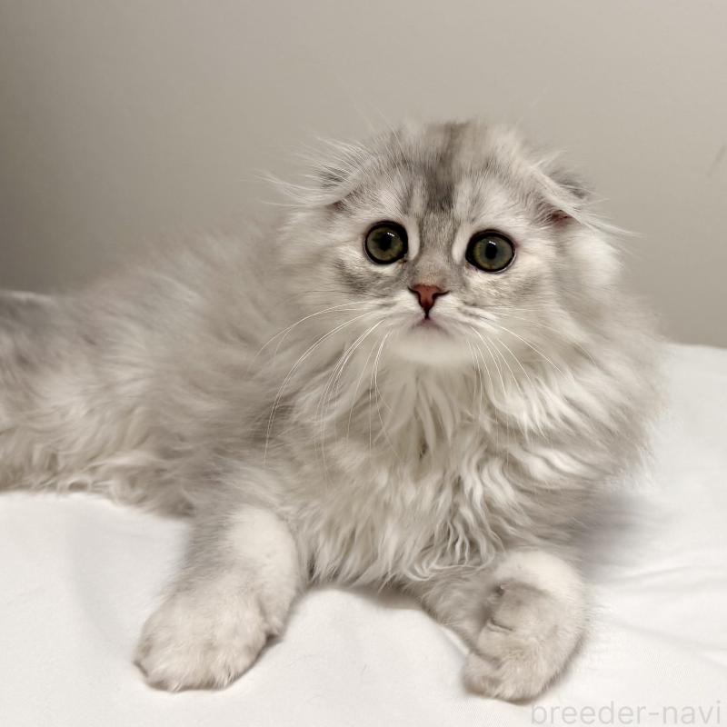 成約済の福岡県のスコティッシュフォールド(折れ耳)-134187の7枚目