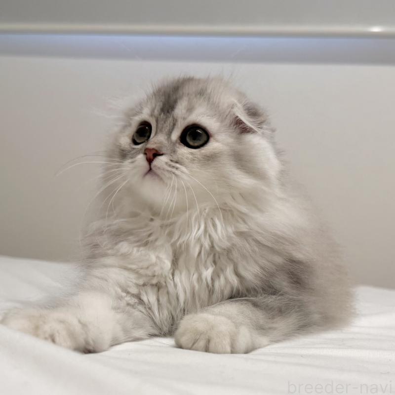 成約済の福岡県のスコティッシュフォールド(折れ耳)-134187の6枚目