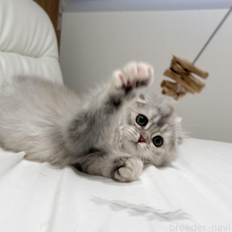 成約済の福岡県のスコティッシュフォールド(折れ耳)-134187の5枚目