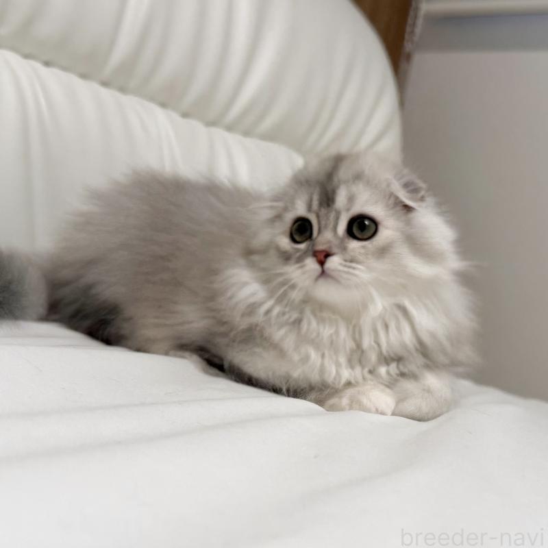 成約済の福岡県のスコティッシュフォールド(折れ耳)-134187の4枚目