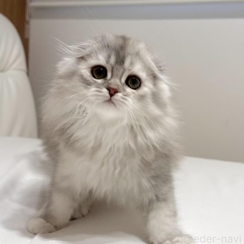 成約済の福岡県のスコティッシュフォールド(折れ耳)-134187の3枚目