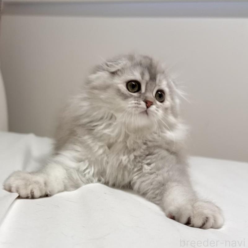 成約済の福岡県のスコティッシュフォールド(折れ耳)-134187の2枚目