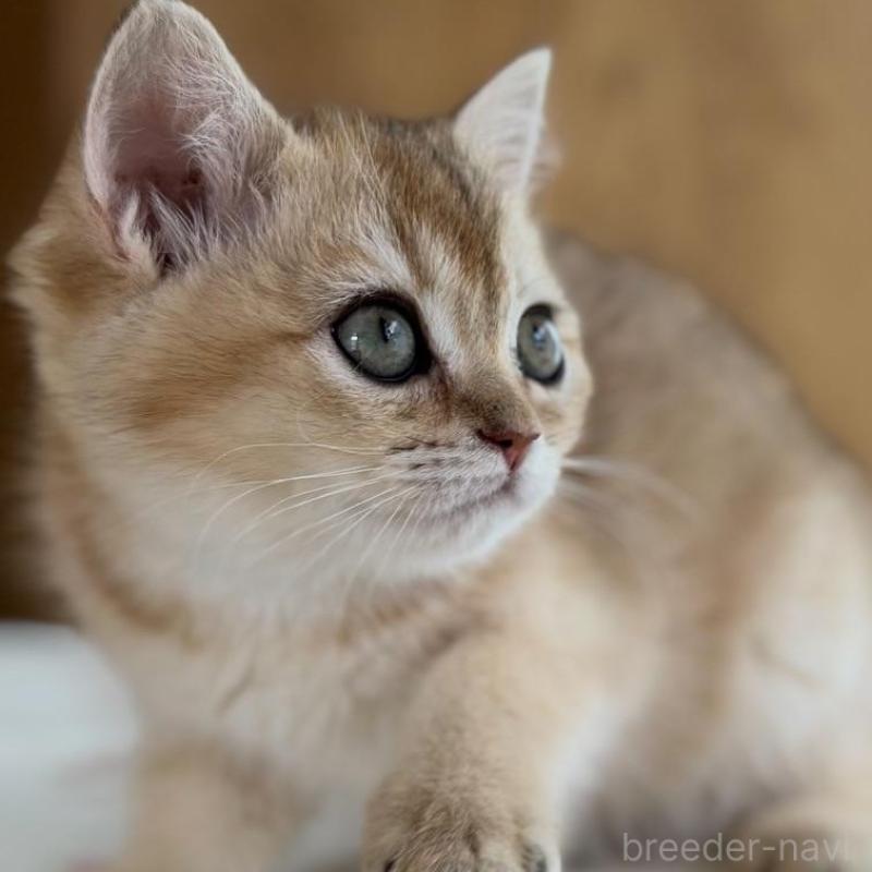 販売中の愛知県のブリティッシュショートヘア-137016の5枚目