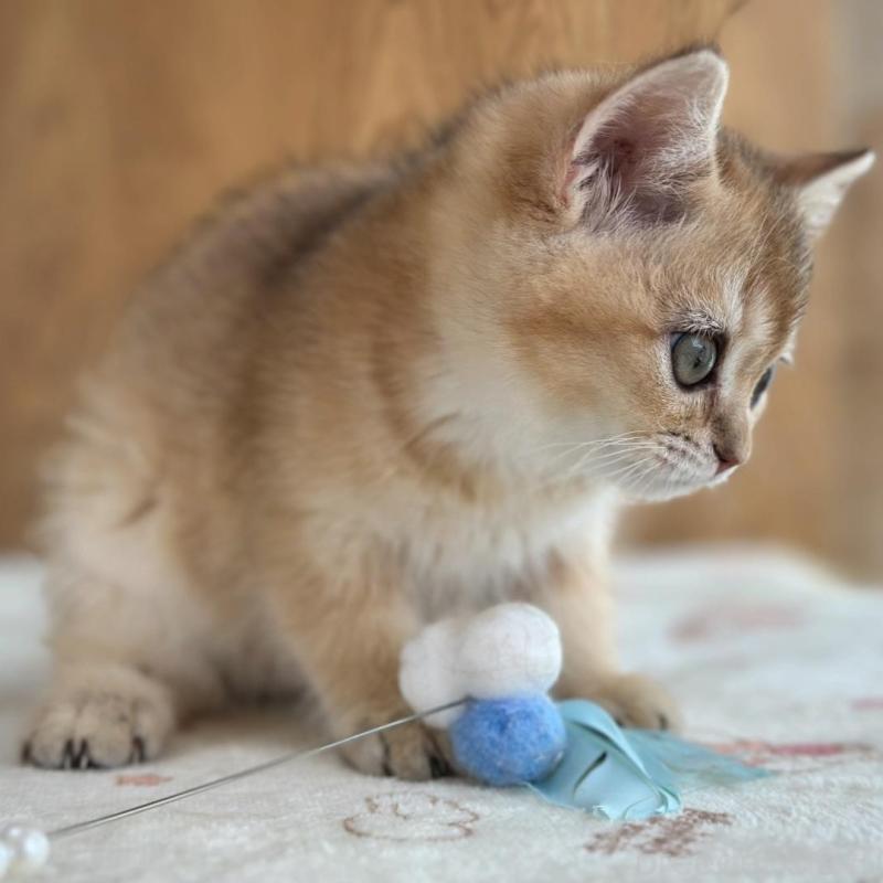 販売中の愛知県のブリティッシュショートヘア-137016の4枚目