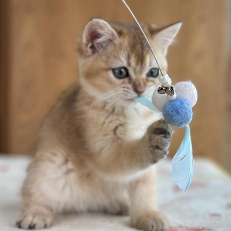 販売中の愛知県のブリティッシュショートヘア-137016の3枚目