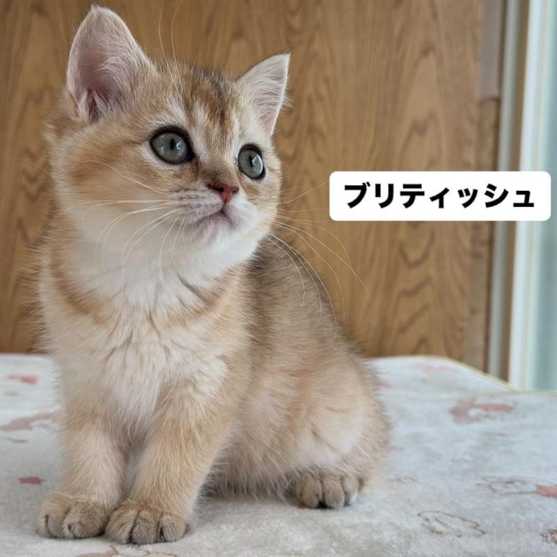 販売中の愛知県のブリティッシュショートヘア-137016