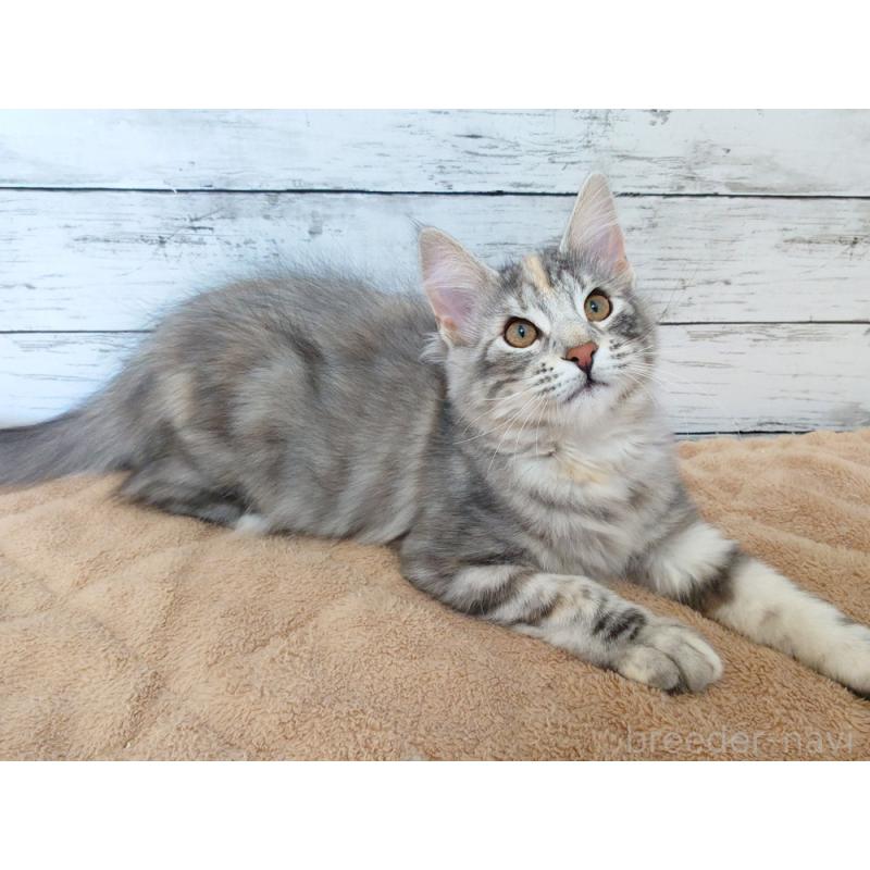 販売中の東京都のノルウェージャンフォレストキャット-130926の7枚目