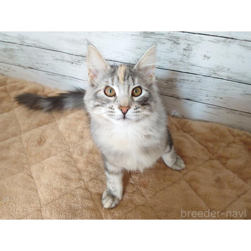 販売中の東京都のノルウェージャンフォレストキャット-130926の5枚目