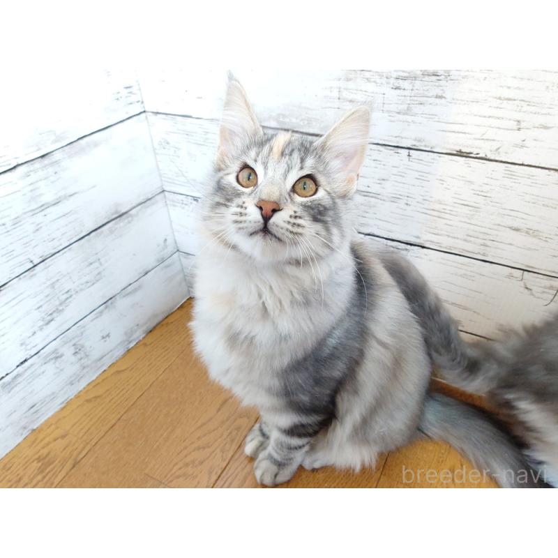 販売中の東京都のノルウェージャンフォレストキャット-130926の2枚目