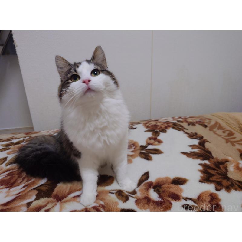 販売中の埼玉県のノルウェージャンフォレストキャット-118662の7枚目
