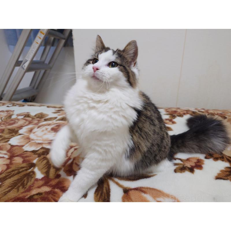 販売中の埼玉県のノルウェージャンフォレストキャット-118662の6枚目