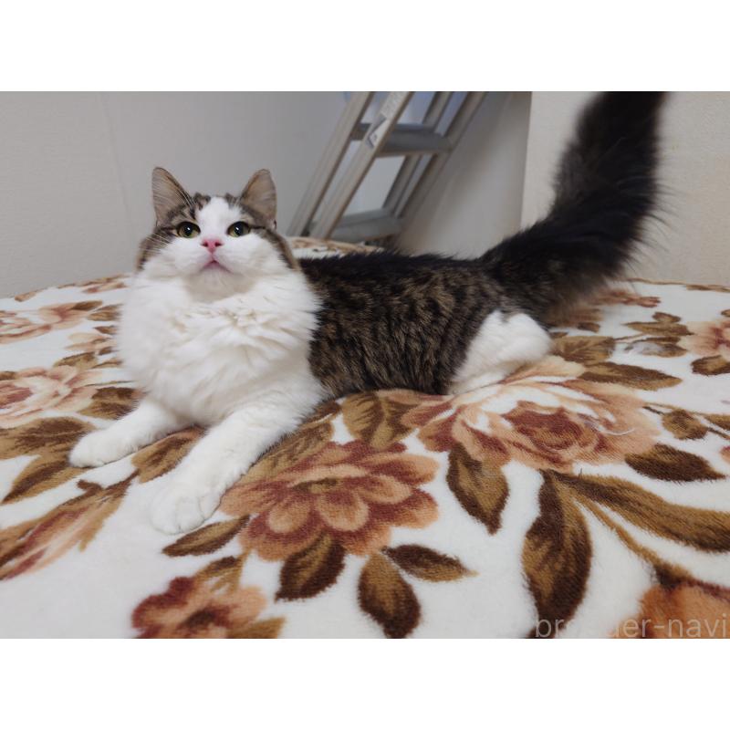 販売中の埼玉県のノルウェージャンフォレストキャット-118662の5枚目