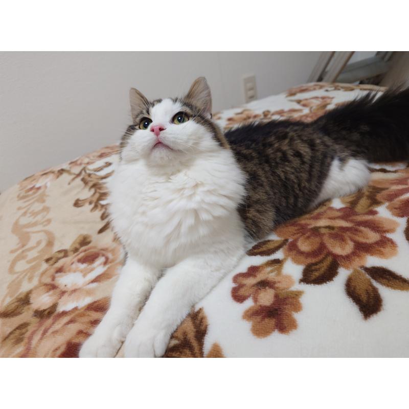 販売中の埼玉県のノルウェージャンフォレストキャット-118662の4枚目