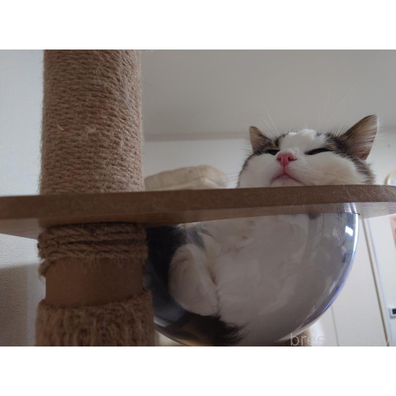 販売中の埼玉県のノルウェージャンフォレストキャット-118662の2枚目