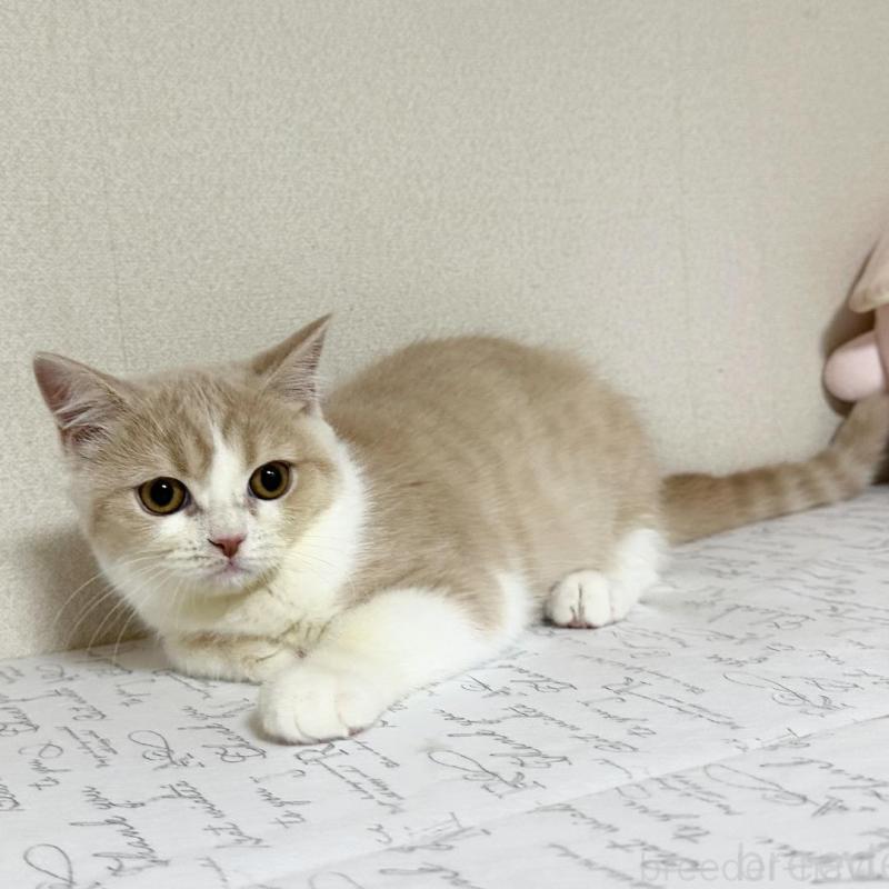 販売中の愛知県のスコティッシュフォールド-137017の4枚目