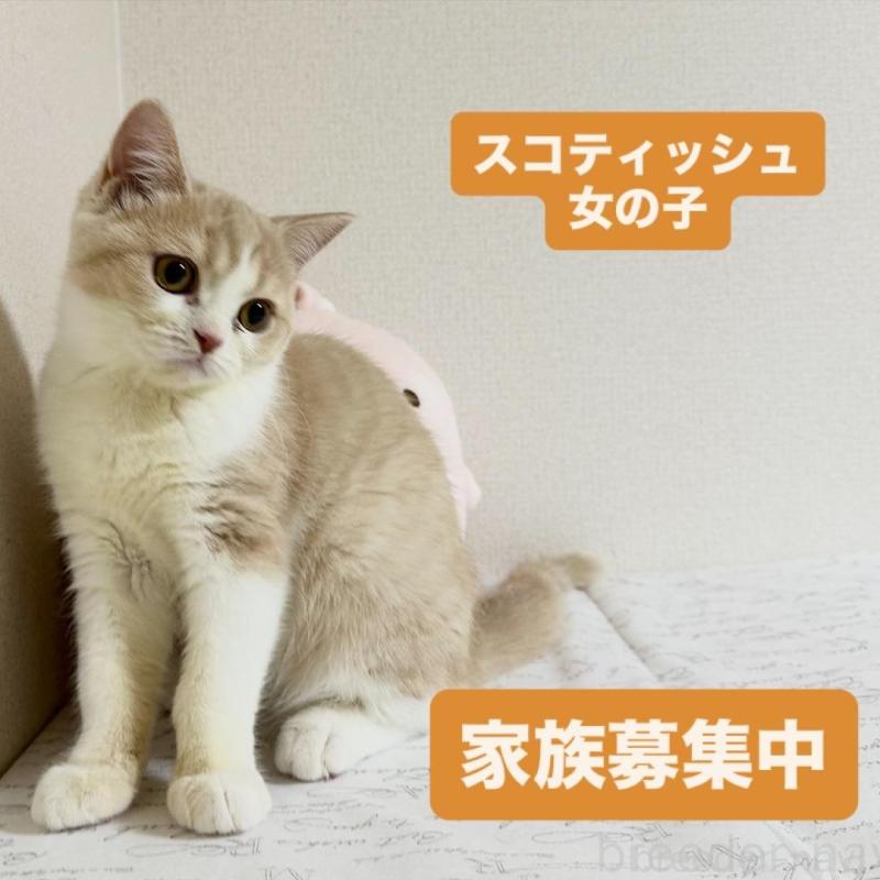 販売中の愛知県のスコティッシュフォールド-137017