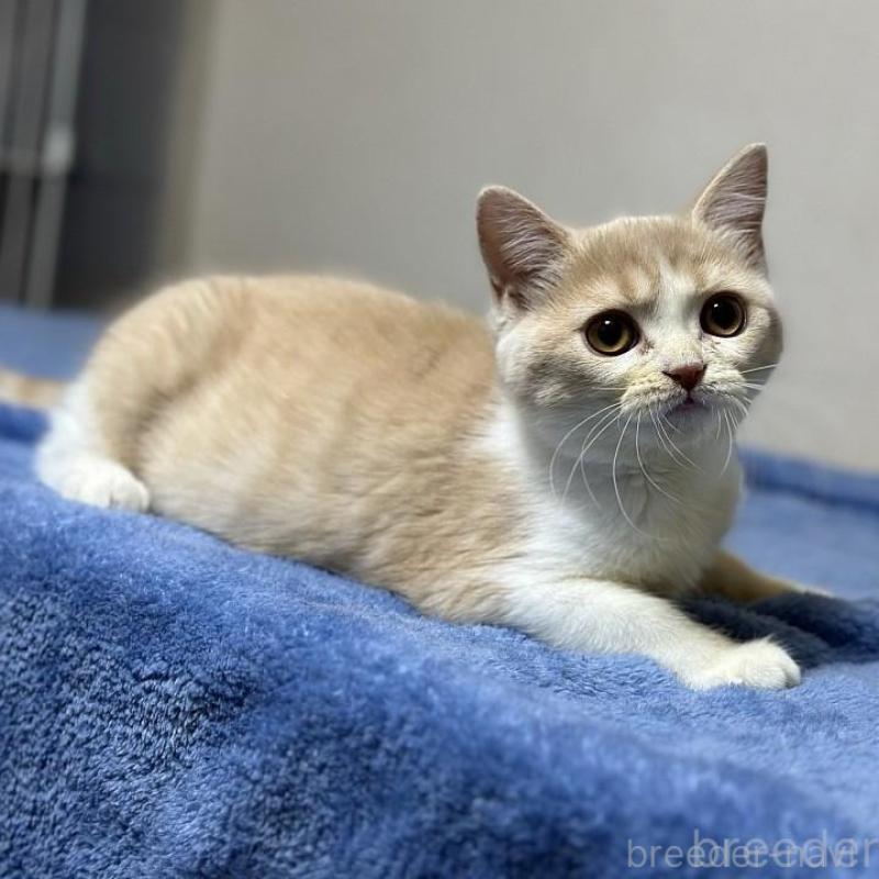 販売中の愛知県のスコティッシュフォールド-137017の2枚目