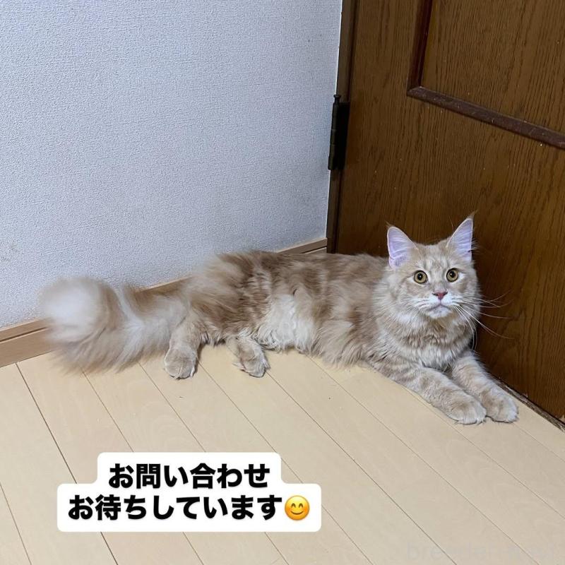 販売中の愛知県のメインクーン-137018の6枚目