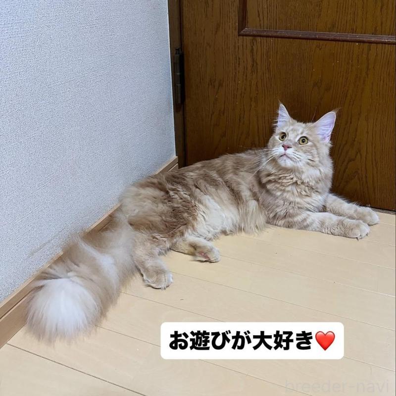 販売中の愛知県のメインクーン-137018の5枚目