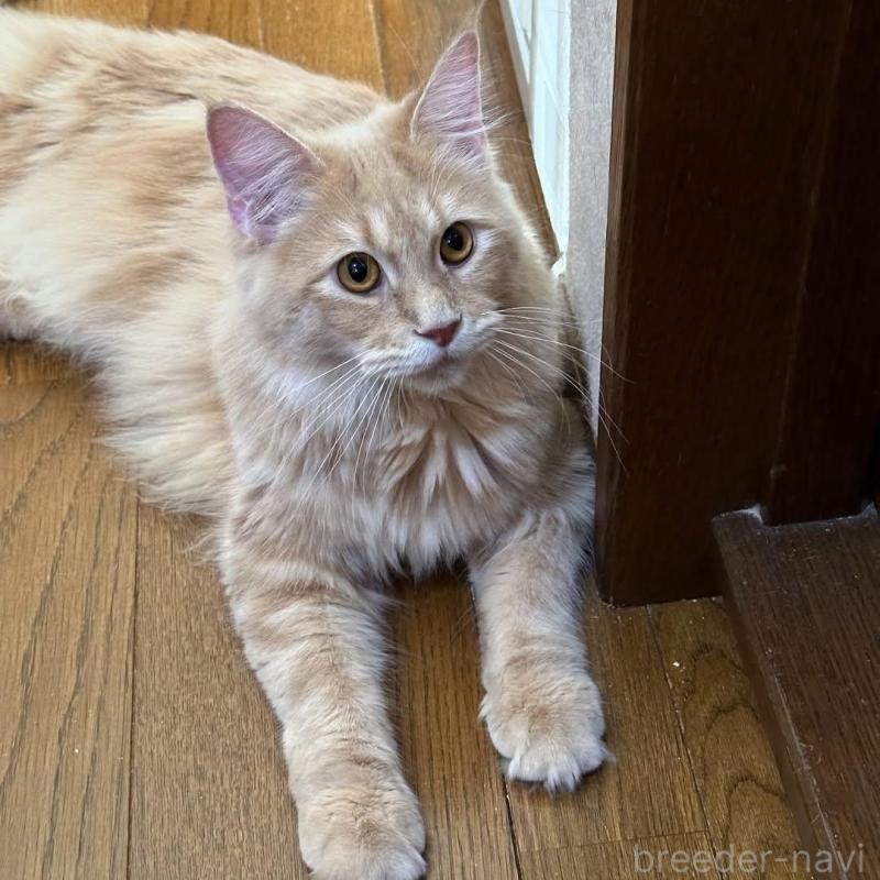 販売中の愛知県のメインクーン-137018の4枚目