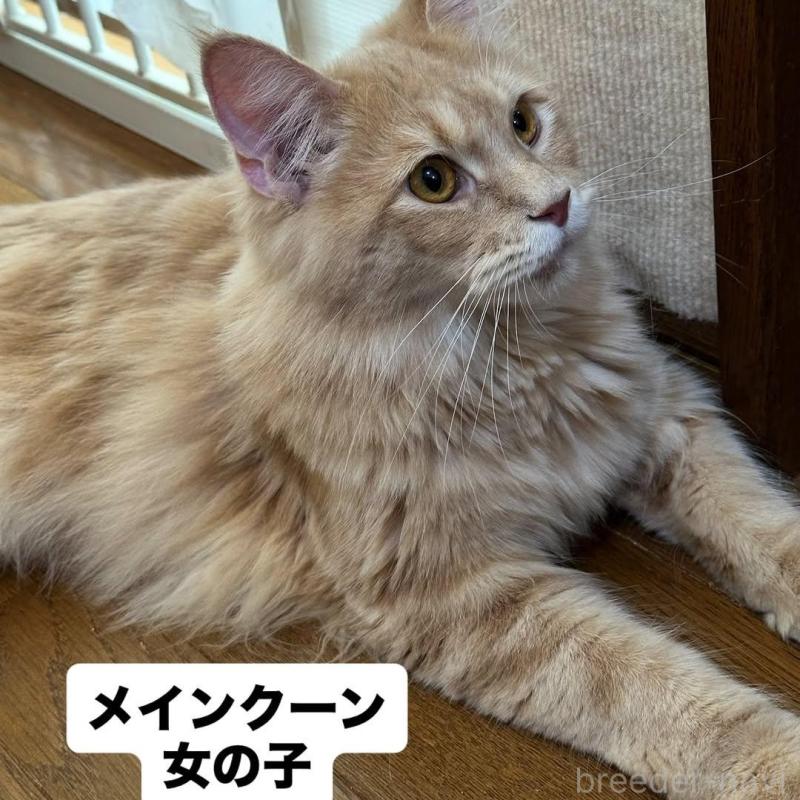 販売中の愛知県のメインクーン-137018の3枚目