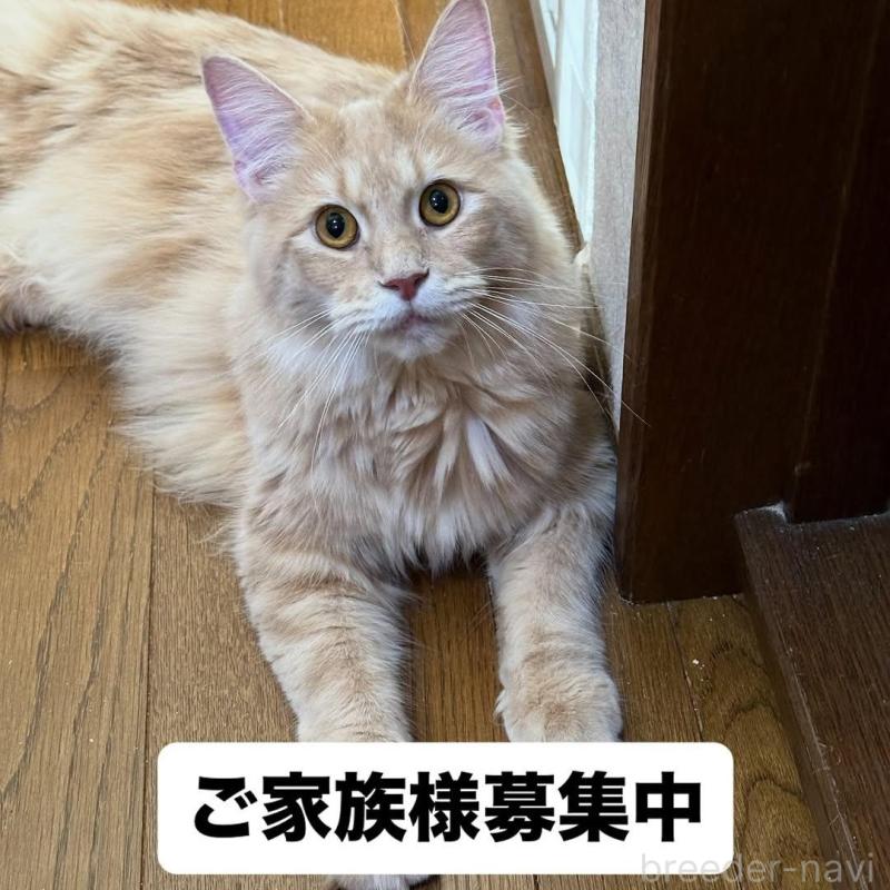 販売中の愛知県のメインクーン-137018の1枚目