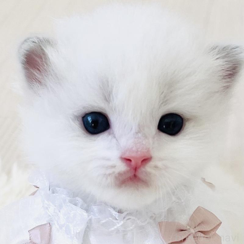 販売中の福島県のラグドール-137020