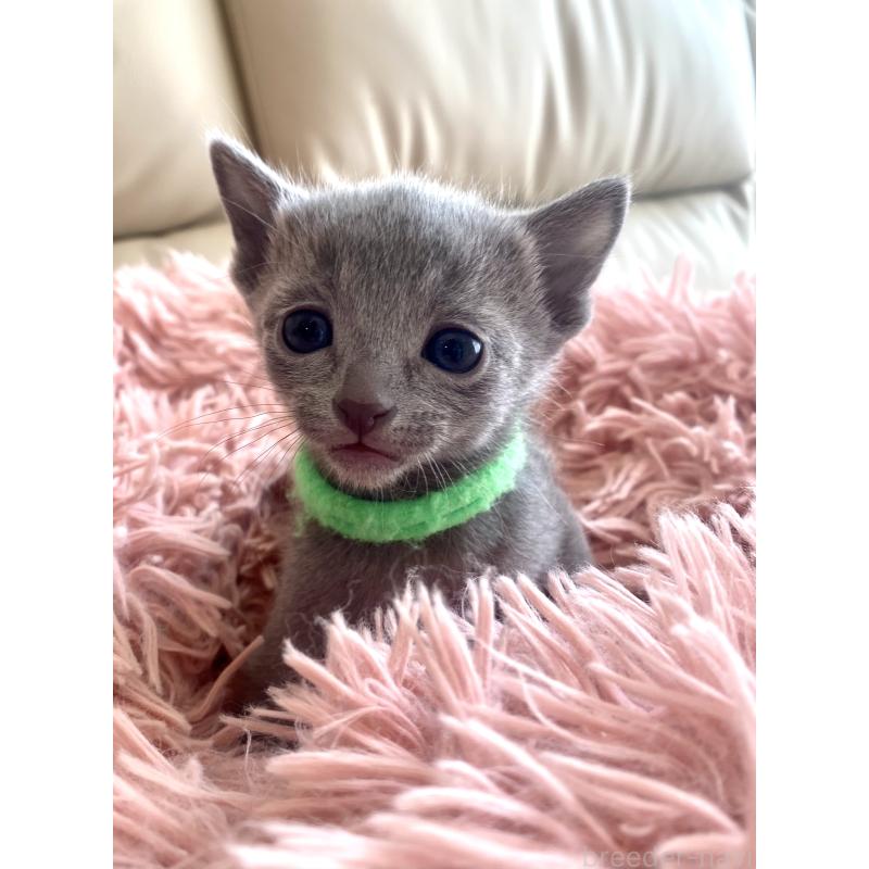 販売中の東京都のロシアンブルー-136804の55枚目