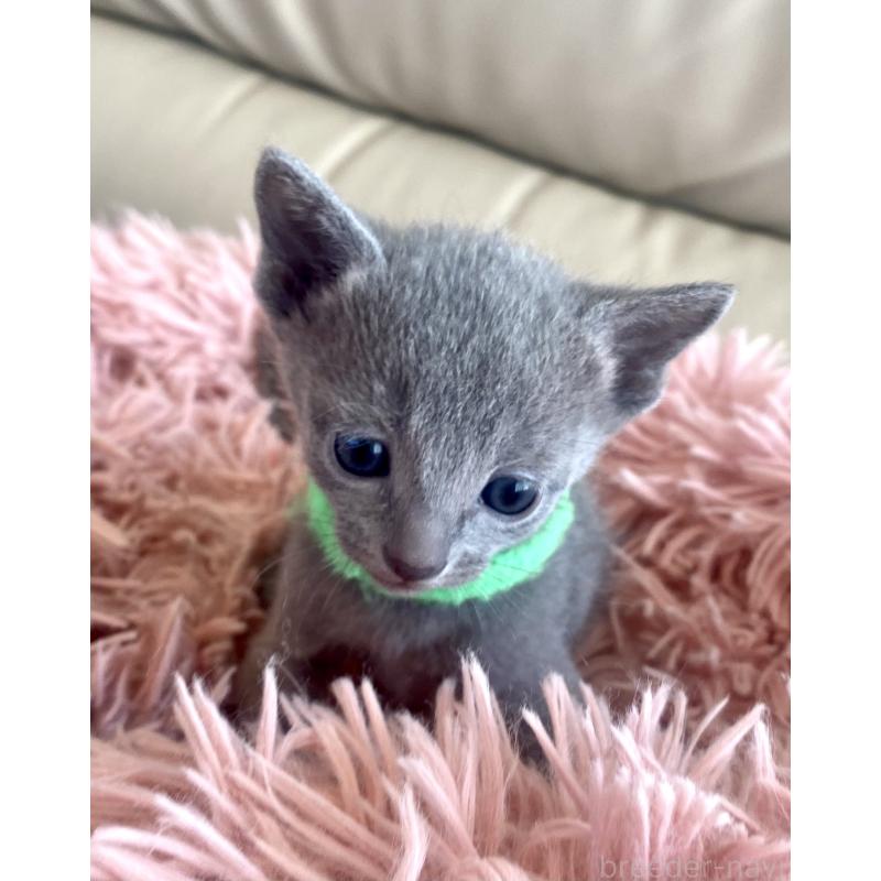 販売中の東京都のロシアンブルー-136804の54枚目