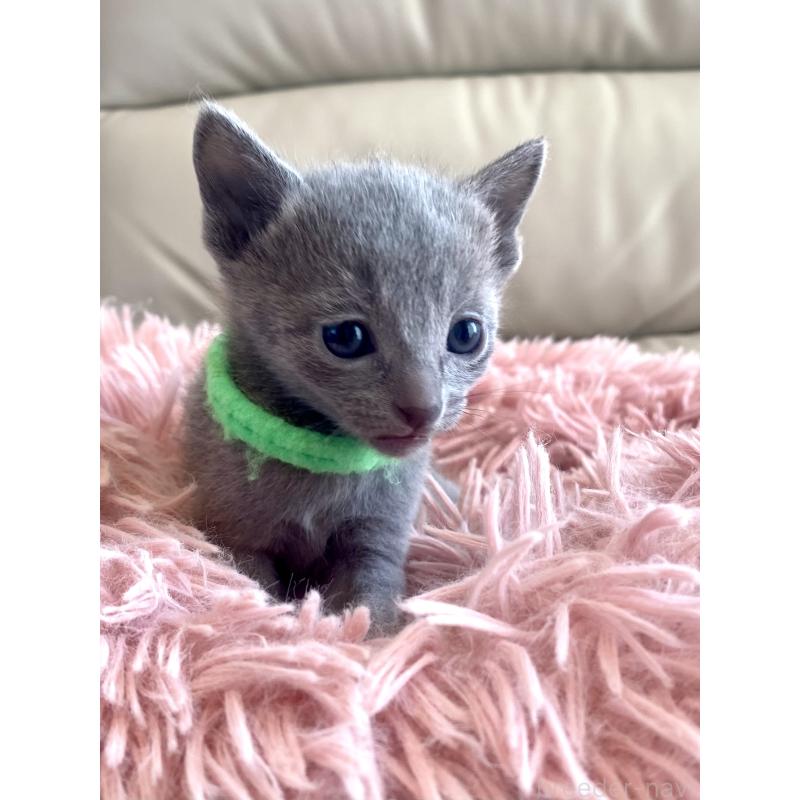 販売中の東京都のロシアンブルー-136804の53枚目