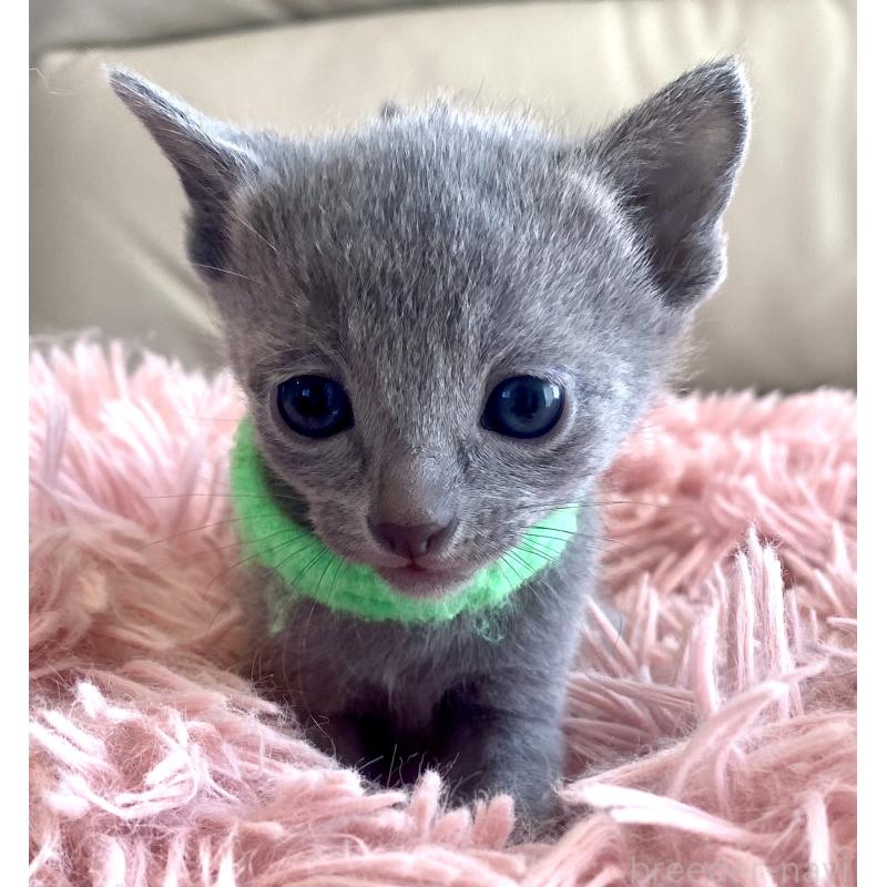 販売中の東京都のロシアンブルー-136804