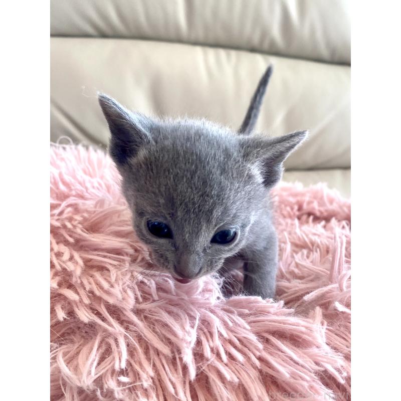 販売中の東京都のロシアンブルー-136804の51枚目