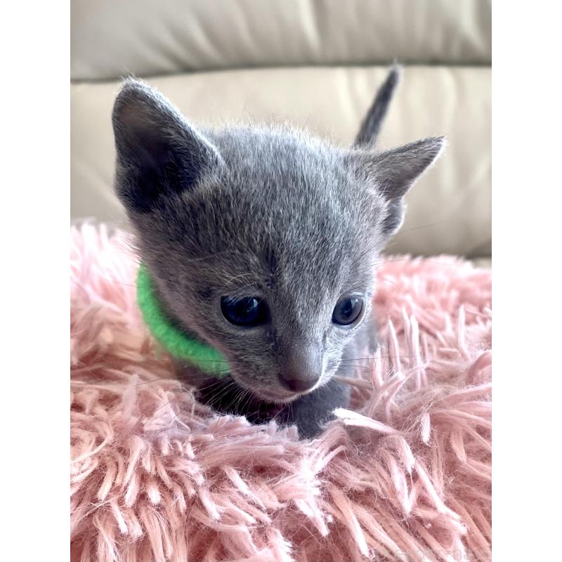 販売中の東京都のロシアンブルー-136804の50枚目