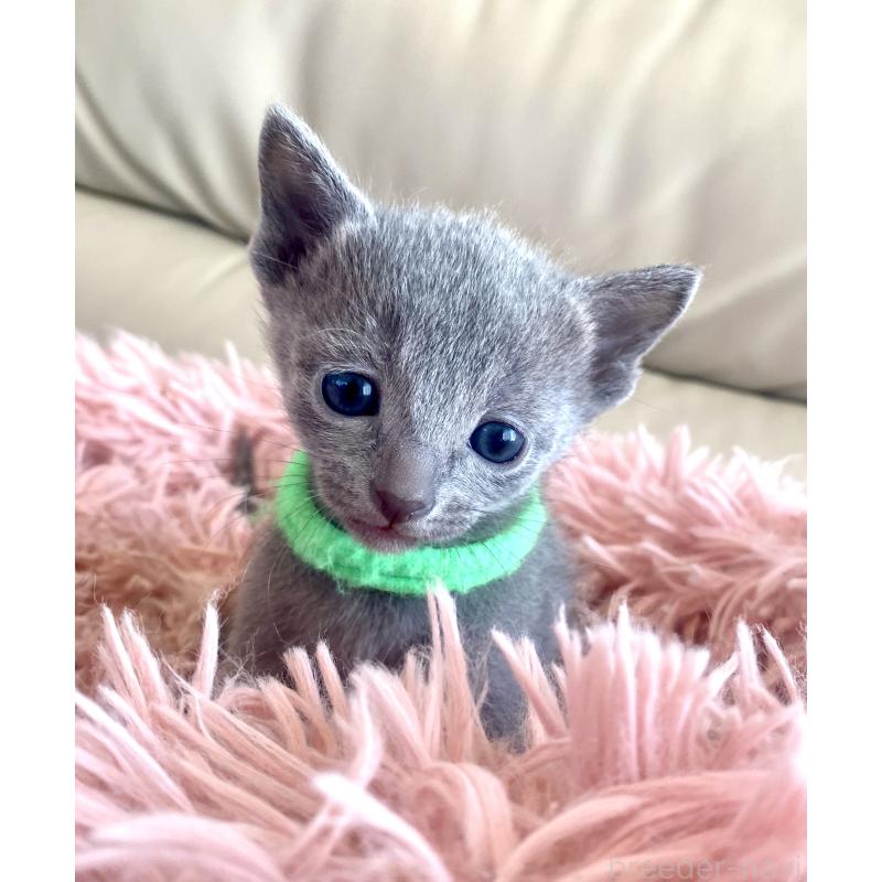 販売中の東京都のロシアンブルー-136804の48枚目