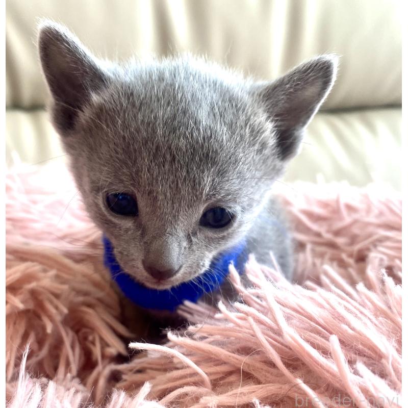 販売中の東京都のロシアンブルー-136803の54枚目